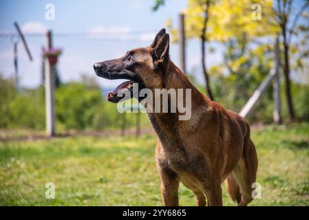 Beau chien malinois belge de police sur la pratique et la formation posant pour la photo Banque D'Images