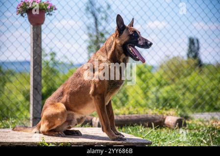 Beau chien malinois belge de police sur la pratique et la formation posant pour la photo Banque D'Images