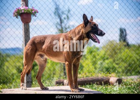 Beau chien malinois belge de police sur la pratique et la formation posant pour la photo Banque D'Images