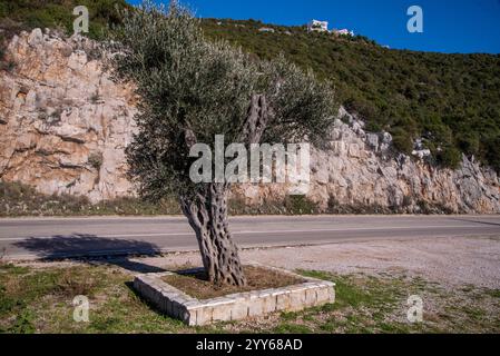 Beau vieux tronc d'olivier, racines et branches, isolé à côté de l'autoroute, par la côte de la mer. Banque D'Images