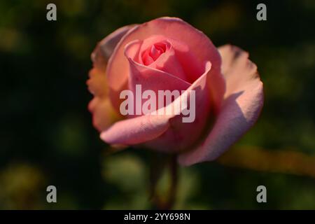 Belle rose rose à la lumière du coucher du soleil avec fond vert. Gros plan. Fleur unique isolée. Banque D'Images