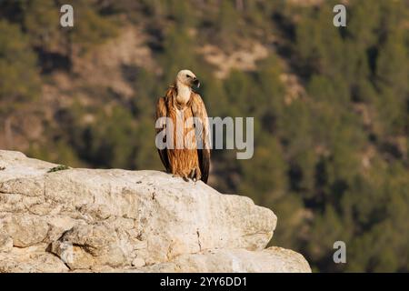 Vautour Gyps fulvus regarde du haut du ravin, Alcoy, Espagne Banque D'Images