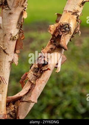 Gros plan de l'écorce pelée d'un arbre Betula nigra poussant dans un jardin britannique. Banque D'Images
