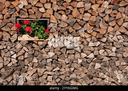 Dans une grande pile de bois de chauffage petite fenêtre avec pot avec des fleurs lumineuses. Beau contraste. Souches de bois, bois de chauffage empilés en piles. Arrière-plan, photo dos Banque D'Images