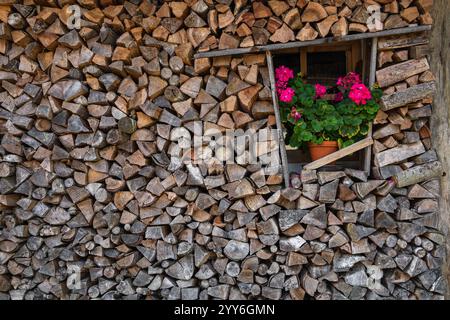 Dans une grande pile de bois de chauffage petite fenêtre avec pot avec des fleurs lumineuses. Beau contraste. Souches de bois, bois de chauffage empilés en piles. Arrière-plan, photo dos Banque D'Images