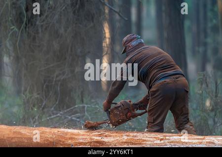 Un ouvrier forestier coupe un arbre dans la forêt Banque D'Images