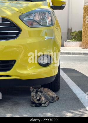 Un chat est assis devant une voiture jaune. Conscient d'écraser un animal. Banque D'Images