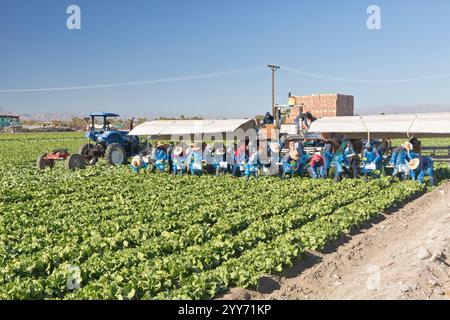 Équipage de migrants, travailleurs agricoles récoltant et emballant de la laitue Iceberg biologique, champ 'Lactuca sativa var. capitata'. Tracteur New Holland. Banque D'Images