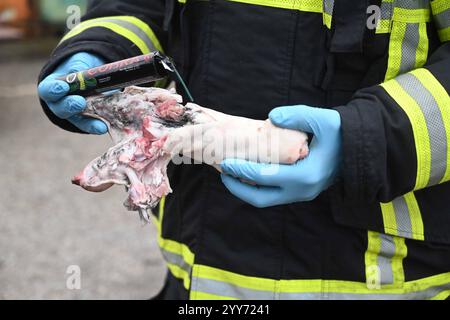 Wenige Tage vor dem Jahreswechsel 2024/25 warnt die Feuerwehr Hamburg vor dem Abbrennen illlegaler Pyrotechnik. BEI einer Präsentation auf dem Trainingsgelände in Billbrook am vergangenen Dienstag, zeigten die Brandbekämpfer die schweren Verletzungen, die durch den unsachgemäßen Umgang mit in Deutschland nicht zugelassenem Feuerwerk entstehen können. Denn in der Nacht zum Jahreswechsel wird immer wieder auf sogenannte Polen-Böller zurückgegriffen, die in Deutschland keine Zulassung haben. Die Zulassung von Feuerwerk unterliegt in Deutschland strikten Vorgaben, die im Sprengstoffgesetz geregelt Banque D'Images