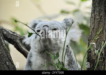 Koala endormi mangeant dans l'arbre. Portrait en gros plan de koala gris butinant avec des feuilles d'eucalyptus. Banque D'Images