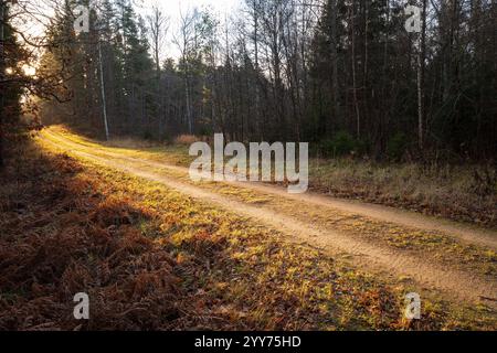 Un paisible chemin de gravier serpente à travers une forêt à Hässleholm, en Suède, rayonnant de la lumière chaude du soleil par une soirée d'automne fraîche, capturant la sérénité de l'automne Banque D'Images