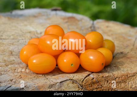 Tomates cerises jaunes mûres mûres sur une vieille souche d'arbre. Concept de culture de tomates variétales. Banque D'Images