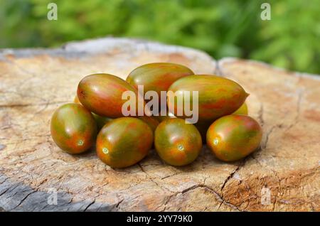 Tomates mûres rayées vert-rouge, appartenant à la classe des tomates de raisin, sur une vieille souche d'arbre. Concept de culture de tomates variétales. Banque D'Images