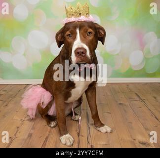 chien de mélange boxer de laboratoire mignon assis portant un costume de princesse d'halloween Banque D'Images