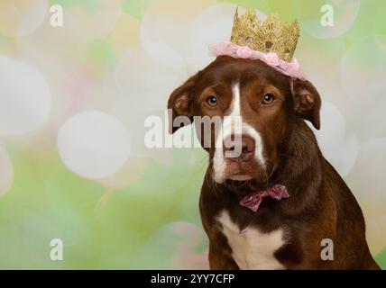 chien de mélange boxer brun et blanc mignon de laboratoire portant un portrait de visage de costume de princesse d'halloween Banque D'Images