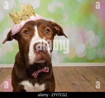 chien de mélange boxer de laboratoire brun et blanc mignon portant un costume de princesse d'halloween regardant vers le haut portrait de visage Banque D'Images