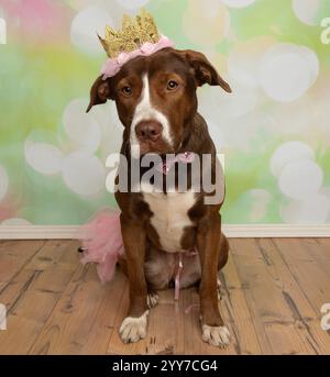 chien de mélange boxer brun et blanc mignon de laboratoire assis portant un portrait de costume de princesse d'halloween Banque D'Images