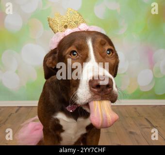 chien de mélange boxer brun et blanc mignon de laboratoire assis portant un costume de princesse d'halloween mangeant du beurre d'arachide et faisant un portrait drôle de visage Banque D'Images