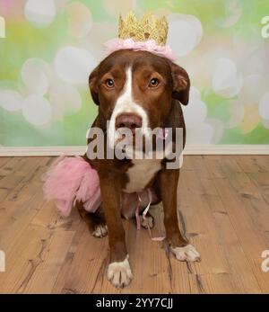 chien de boxer de laboratoire brun et blanc mignon assis portant un costume de princesse d'halloween Banque D'Images