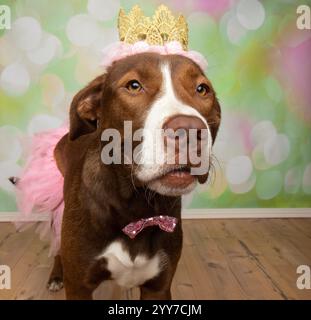 chien de mélange boxer brun et blanc mignon de laboratoire portant un portrait de visage de costume de princesse rose d'halloween Banque D'Images