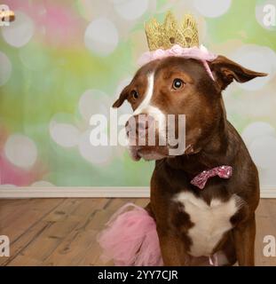 chien de mélange boxer brun et blanc mignon de laboratoire portant un costume de princesse rose d'halloween regardant une friandise Banque D'Images