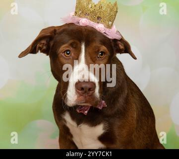 chien de mélange boxer brun et blanc mignon de laboratoire portant un portrait de tête de costume de princesse rose d'halloween Banque D'Images