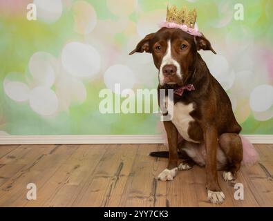 chien de mélange boxer brun et blanc mignon de laboratoire assis à droite portant un portrait de costume de princesse d'halloween Banque D'Images