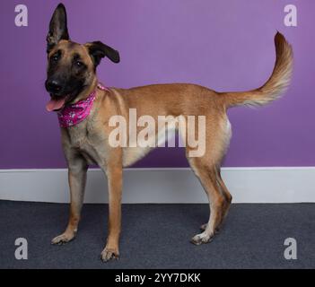 adorable chien malinois belge debout portrait de profil latéral Banque D'Images