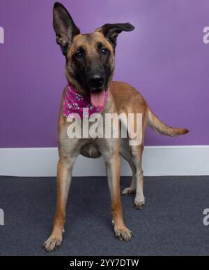 adorable chien malinois belge debout et haletant portrait Banque D'Images