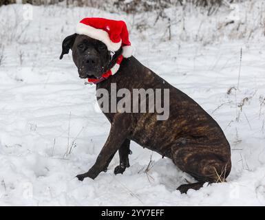 Adorable canne brindle corso mix chien portant un chapeau de Noël dans la neige blanche Banque D'Images