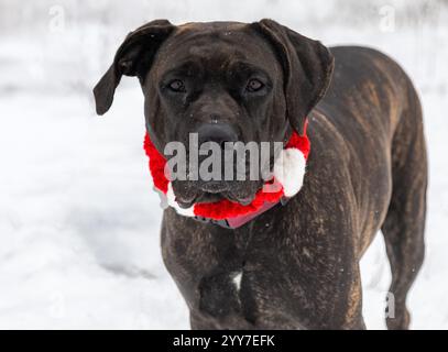 Adorable chien de canne de bringée corso mix portant un collier de Noël dans la neige blanche gros plan portrait de visage Banque D'Images