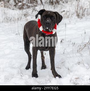 Adorable chien de canne de bringée corso mix portant un collier de Noël dans le portrait d'inclinaison de tête de neige blanche Banque D'Images