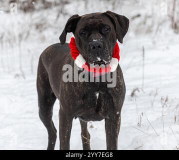 Adorable chien de canne de bringée corso mix portant un collier de Noël dans la neige blanche gros plan visage tête incliné portrait Banque D'Images