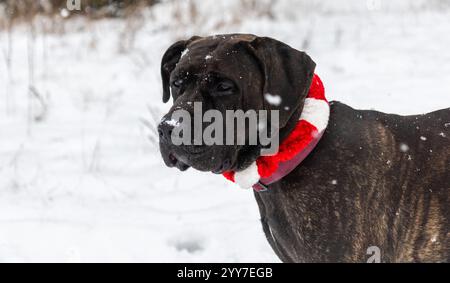 Adorable chien de canne de bringée corso mix portant un collier de Noël dans la neige blanche gros plan profil de côté portrait de visage Banque D'Images