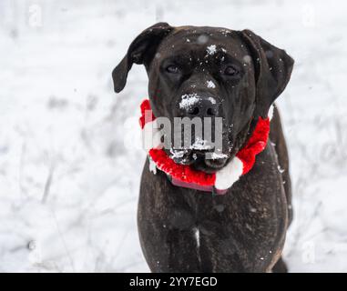 Adorable chien de canne de bringée corso mix portant un collier de Noël en gros plan avec de la neige blanche sur le portrait de visage Banque D'Images