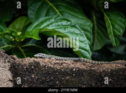 Jeune lézard de surveillance du Nil, Varanus niloticus, sur une paroi rocheuse à Tamale, Ghana Banque D'Images