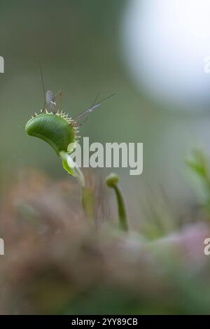 Piège à mouches de Vénus (Dionaea muscipula) avec une grande mouche de grue Tipulidae orientalis capturée dans une de ses feuilles. Les pièges à mouches de Vénus sont des plantes carnivores qui Banque D'Images