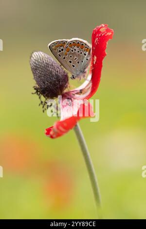 Freyeria trochylus, le joyau de l'herbe, est un petit papillon que l'on trouve en Afrique, en Arabie moyen-Orient, en Europe du Sud, en Indiaet en Asie du Sud qui appartient Banque D'Images