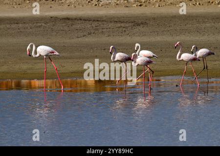 Troupeau de grand flamant (Phoenicopterus roseus) debout au bord d'une piscine d'eau Banque D'Images