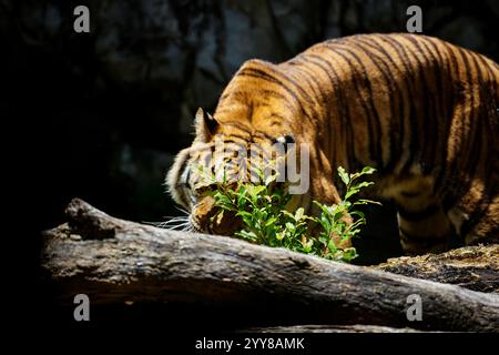 Tigre marchant sur le rocher Banque D'Images