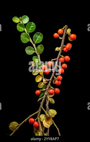 Branche Cotoneaster avec des baies rouges sur fond noir Banque D'Images