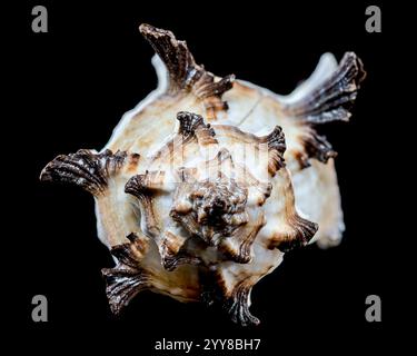 Un coquillage murex Indika saisissant avec sa structure épineuse complexe est présenté sur un fond noir. Cette image met en évidence la caractéristique unique Banque D'Images