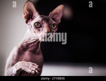 Alertez mignon chat Sphynx à l'intérieur Banque D'Images