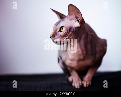 Alertez mignon chat Sphynx à l'intérieur Banque D'Images