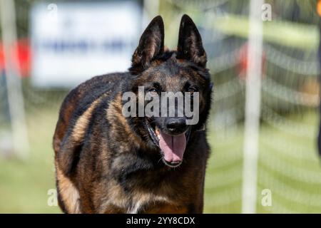 Cours de course de leurre Malinois belge Sprint Dog Sport Banque D'Images