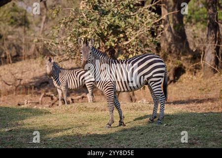 Zèbre de Crawshay (Equus quagga crawshayi), South Luangwa National Park, Mfuwe, Zambie, Afrique Banque D'Images