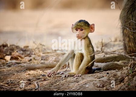 Bébé babouin jaune (Papio cynocephalus), Parc national de South Luangwa, Mfuwe, Zambie, Afrique Banque D'Images