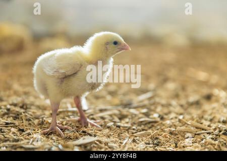 un poulet avec des peluches jaunes dans le grand hall de la ferme avicole, des poulets à griller dans la ferme avicole sur la sciure de bois Banque D'Images