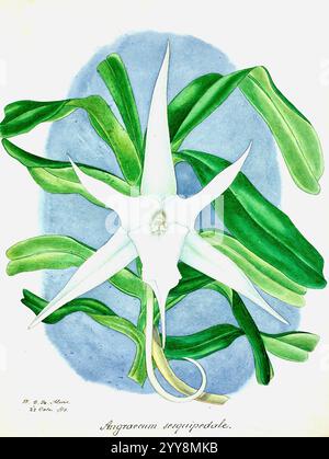 George de Alwis - Angraecum sesquipedale - 1893 Banque D'Images