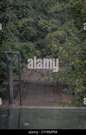 Moment serein capturé dans un parc verdoyant alors qu'un jogger disparaît dans le paisible sentier bordé d'arbres Banque D'Images